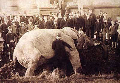 Sepia photograph of a large group of men in suits and bowling hats standing around a large deceased elephant.